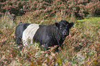 Belted Galloway