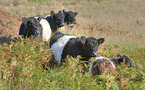 Belted Galloways