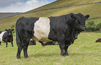 Belted Galloways