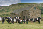 Belted Galloways