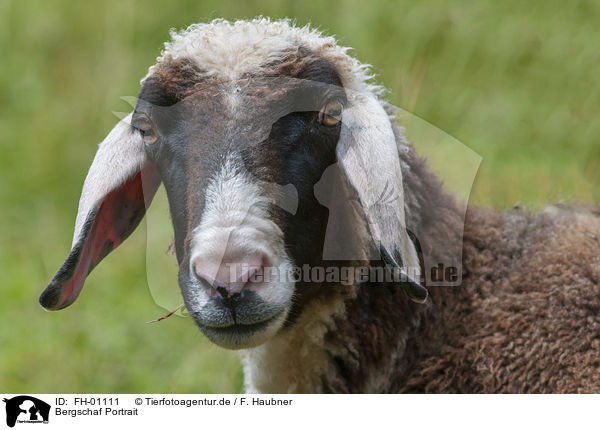 Bergschaf Portrait / Mountain Sheep portrait / FH-01111