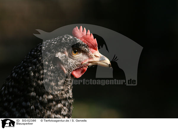 Blausperber / chicken / SG-02386