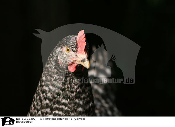 Blausperber / chicken / SG-02392