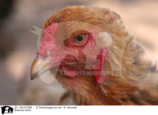 Brahma Huhn / Brahma partridge / SG-01069