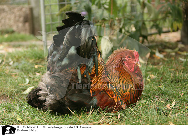 Brahma Hahn / Brahma cock / SG-02201