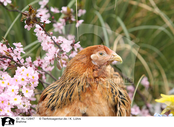 Brahma / Partridge Brahma / KL-12847