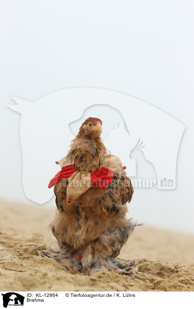 Brahma / Partridge Brahma / KL-12864