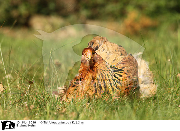Brahma Huhn / Partridge Brahma / KL-13616