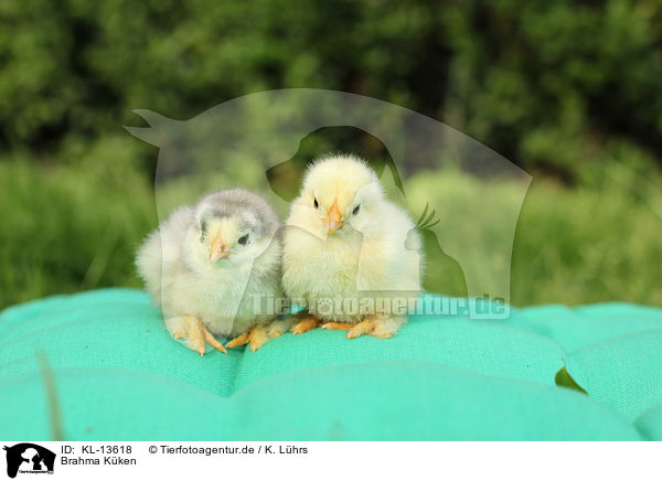 Brahma Kken / Partridge Brahma chicks / KL-13618