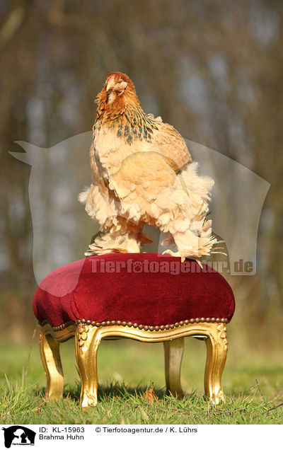 Brahma Huhn / Partridge Brahma / KL-15963