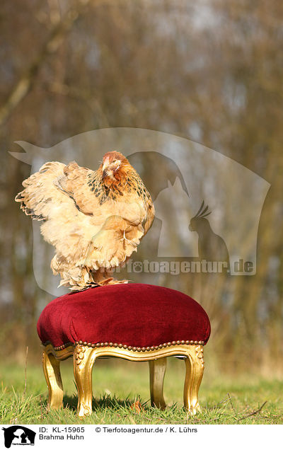 Brahma Huhn / KL-15965