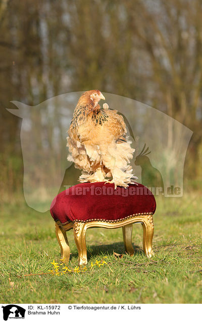 Brahma Huhn / Partridge Brahma / KL-15972