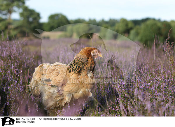 Brahma Huhn / Partridge Brahma / KL-17188