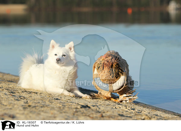 Hund und Huhn / dog and chicken / KL-18307