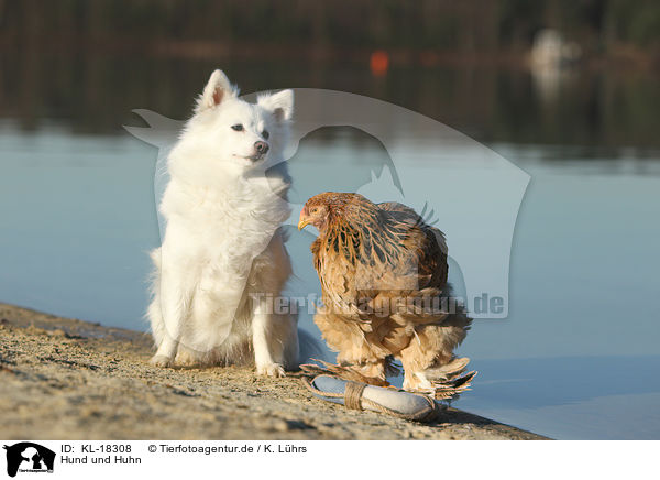 Hund und Huhn / KL-18308