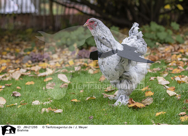 Brahma / Brahma partridge / JM-21266
