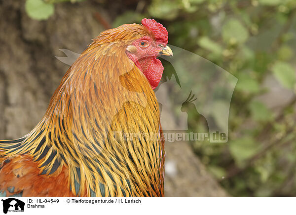 Brahma / Brahma / HL-04549
