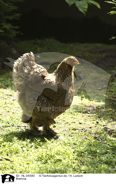 Brahma / Brahma / HL-04580