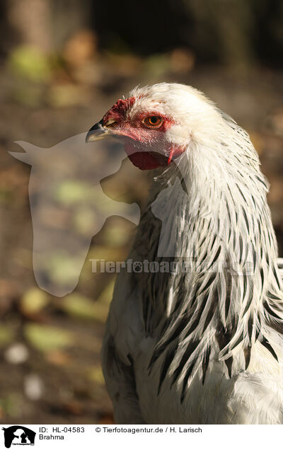 Brahma / Brahma / HL-04583