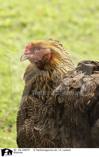 Brahma / Partridge Brahma / HL-04875