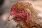 Brahma Huhn