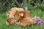 Brahma Huhn