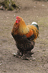 Brahma