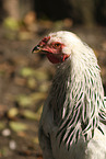 Brahma