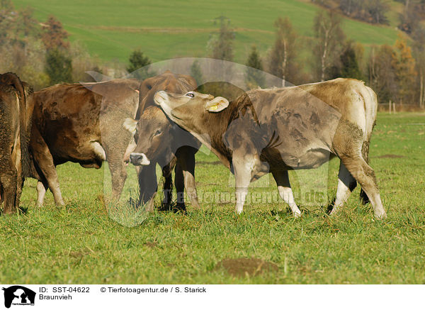 Braunvieh / cattles / SST-04622