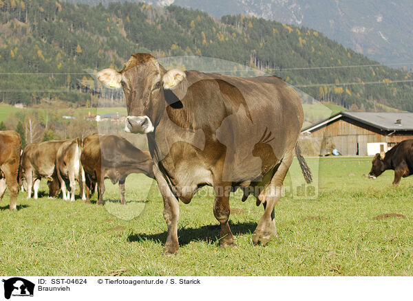 Braunvieh / cattles / SST-04624