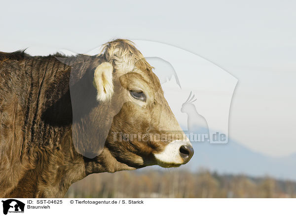 Braunvieh / cattle / SST-04625