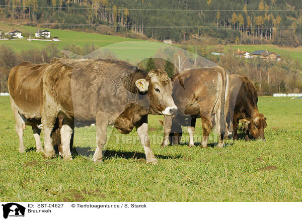 Braunvieh / cattles / SST-04627