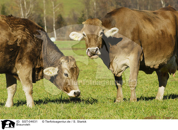 Braunvieh / cattles / SST-04631