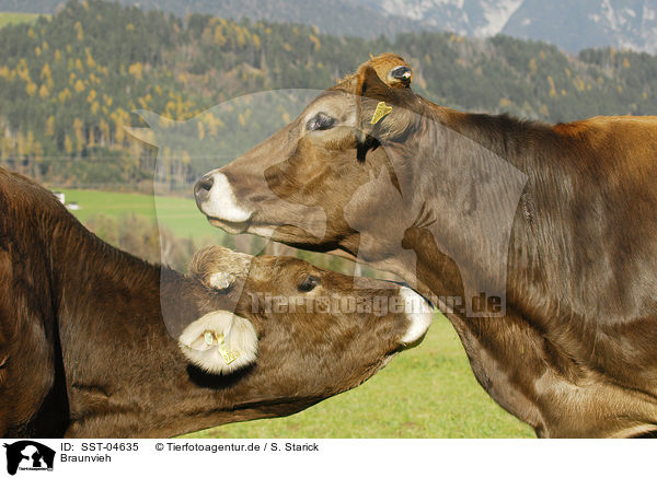 Braunvieh / cattles / SST-04635