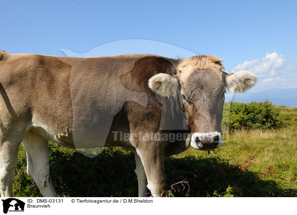 Braunvieh / DMS-03131