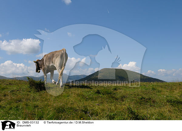 Braunvieh / cattle / DMS-03132
