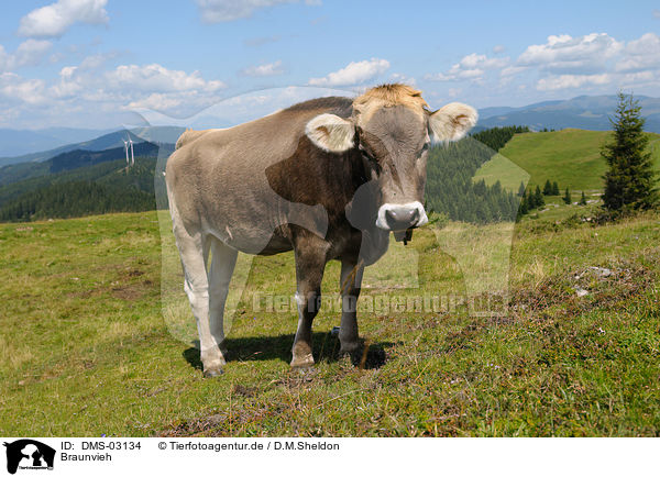Braunvieh / cattle / DMS-03134