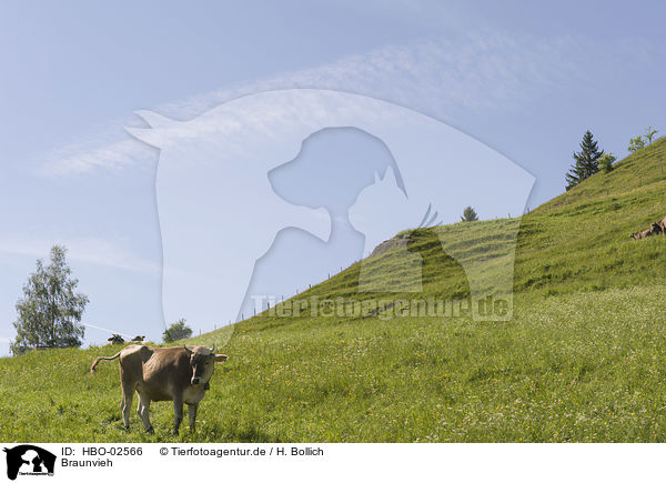 Braunvieh / Brown Cattle / HBO-02566