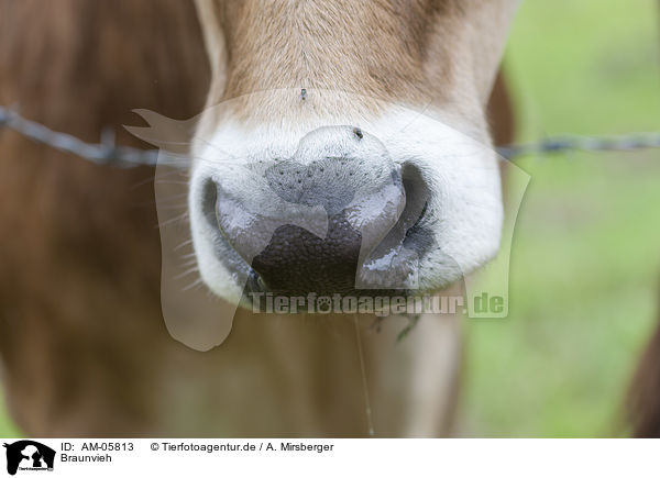 Braunvieh / Brown Cattle / AM-05813