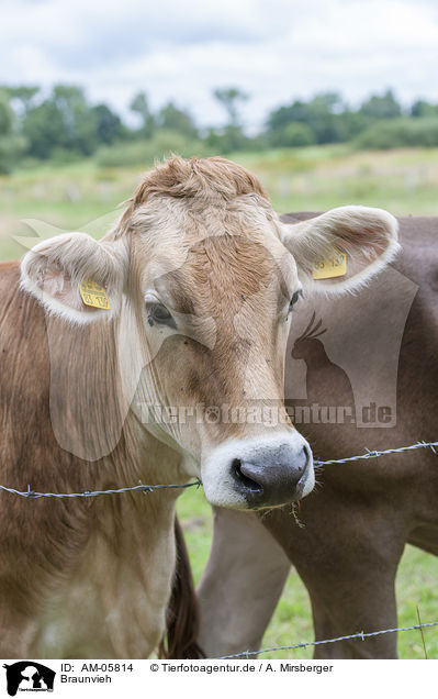 Braunvieh / Brown Cattle / AM-05814