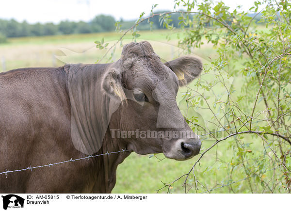 Braunvieh / Brown Cattle / AM-05815