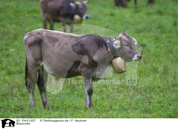 Braunvieh / Brown Cattle / FH-01307