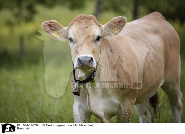 Braunvieh / brown cattle / MM-02026