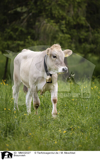 Braunvieh / brown cattle / MM-02027