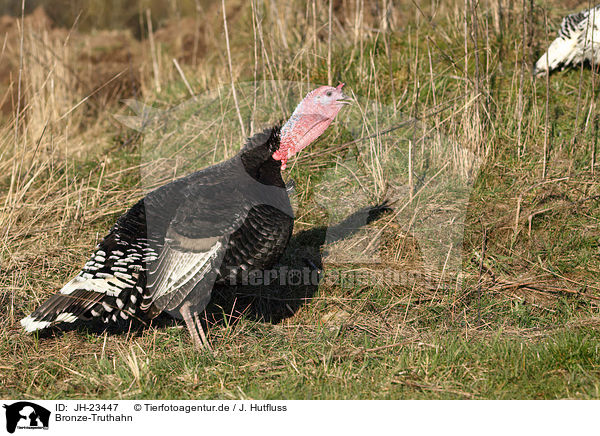 Bronze-Truthahn / bronze turkey / JH-23447