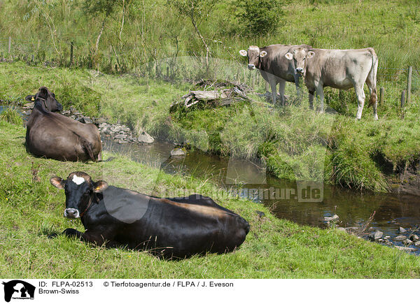 Brown-Swiss / FLPA-02513