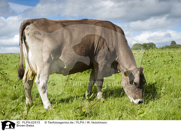 Brown-Swiss / FLPA-02515
