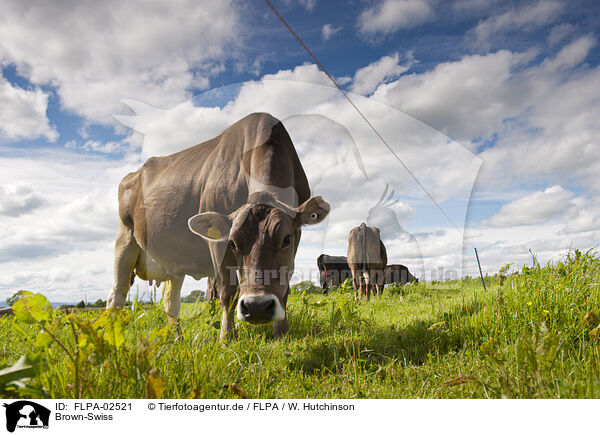 Brown-Swiss / FLPA-02521