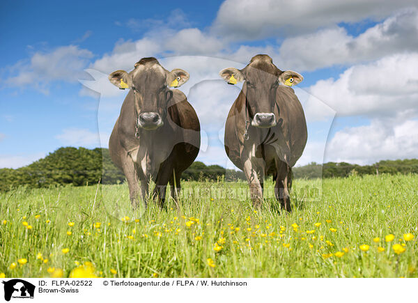 Brown-Swiss / FLPA-02522