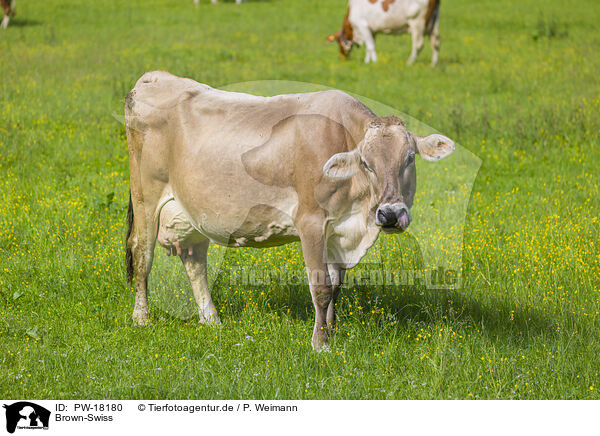 Brown-Swiss / Brown Swiss / PW-18180